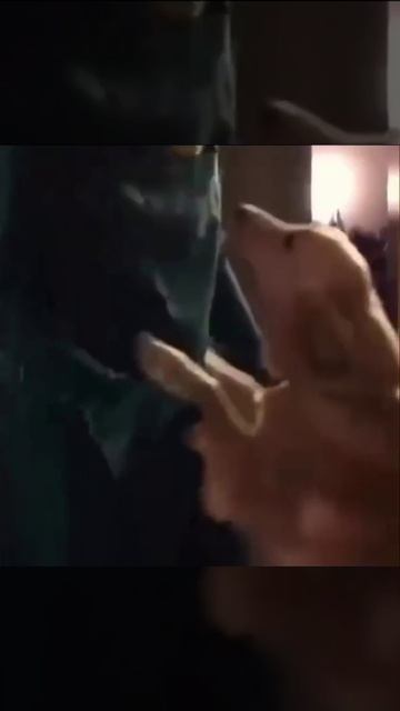 Хозяин переоделся в любимую игрушку своей собаки