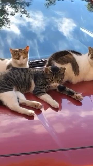 Кошачья банда захватила машину девушки в Питере. 

Четверо хвостатых улеглись на капоте и, видимо, н