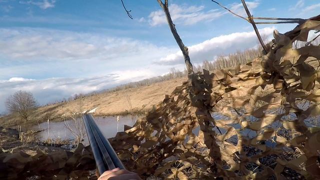 Охота на селезня с подсадной уткой