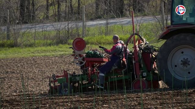 В Севастополе высадят новые виноградники почти на 180 гектарах