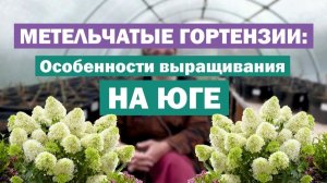 ОСОБЕННОСТИ выращивания метельчатых гортензий НА ЮГЕ