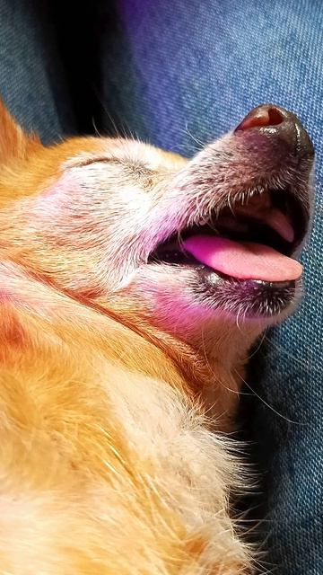 Собака-улыбака