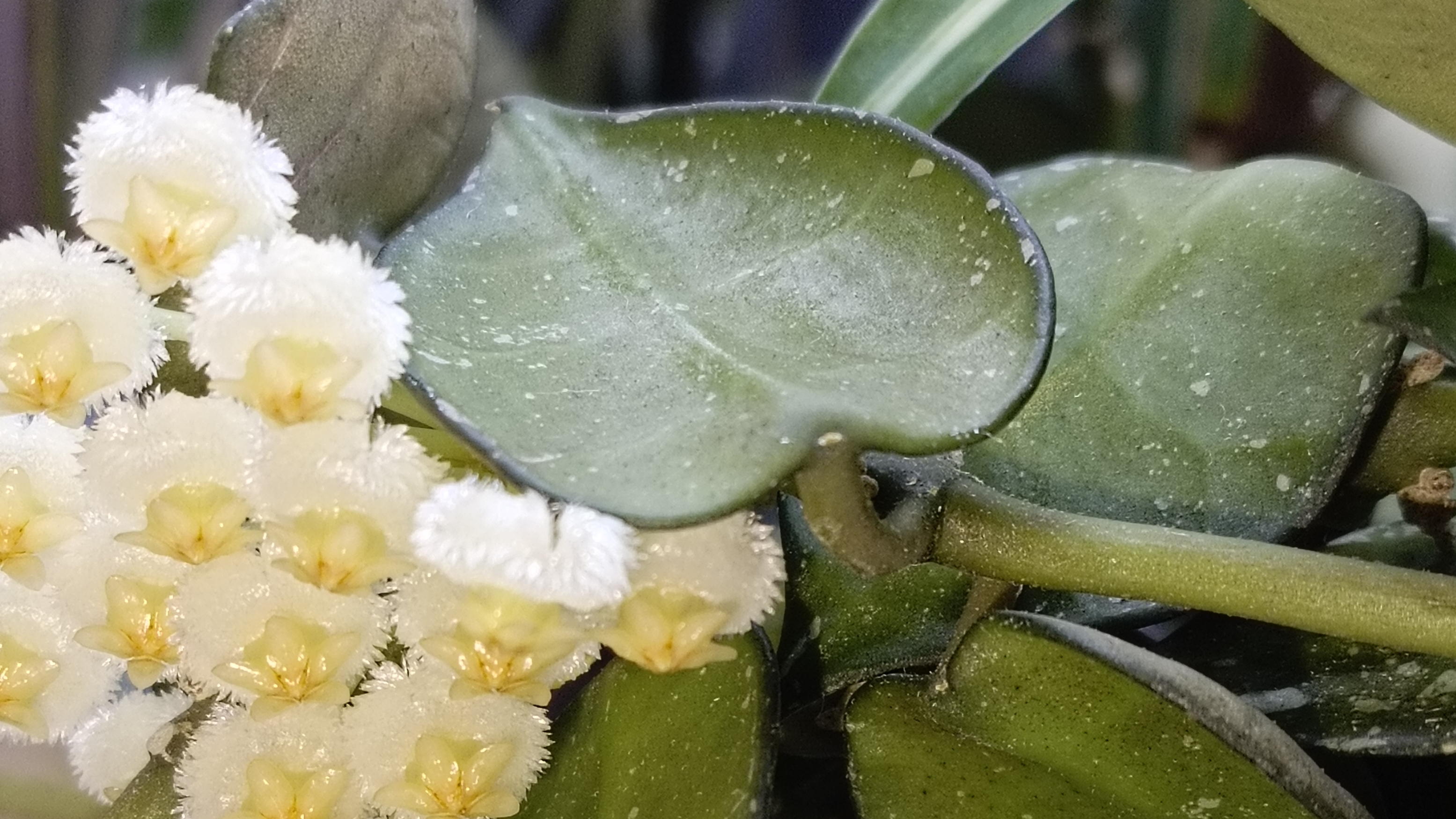 Сбежавшая хойя. Обзор хой и дисхидий на мудборде