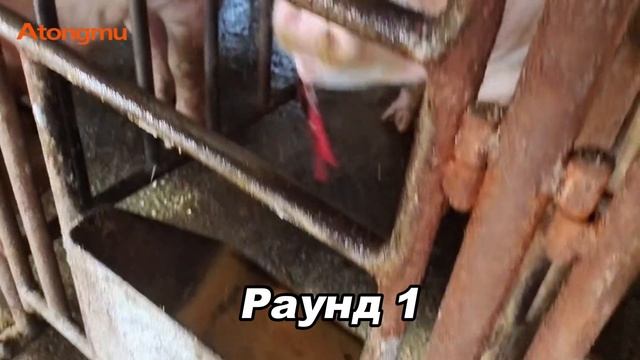 Облачное испытание: Маркировка ушей свиней