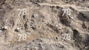 В Ленобласти найдено массовое захоронение убитых фашистами мирных граждан