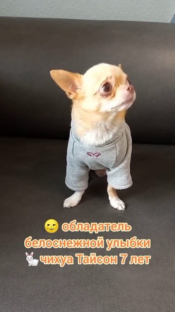 ихуа Тайсон 7 лет 1500 грамм, знакомы уже четыре года, чистим зубки