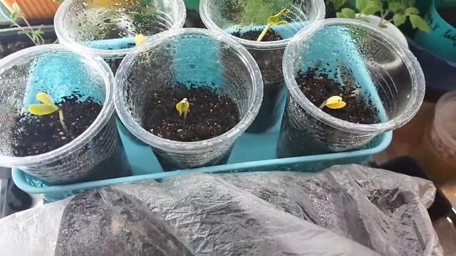 2361. ВПЛ. Вот и огурчики, на третий день!!!