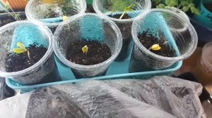 2361. ВПЛ. Вот и огурчики, на третий день!!!