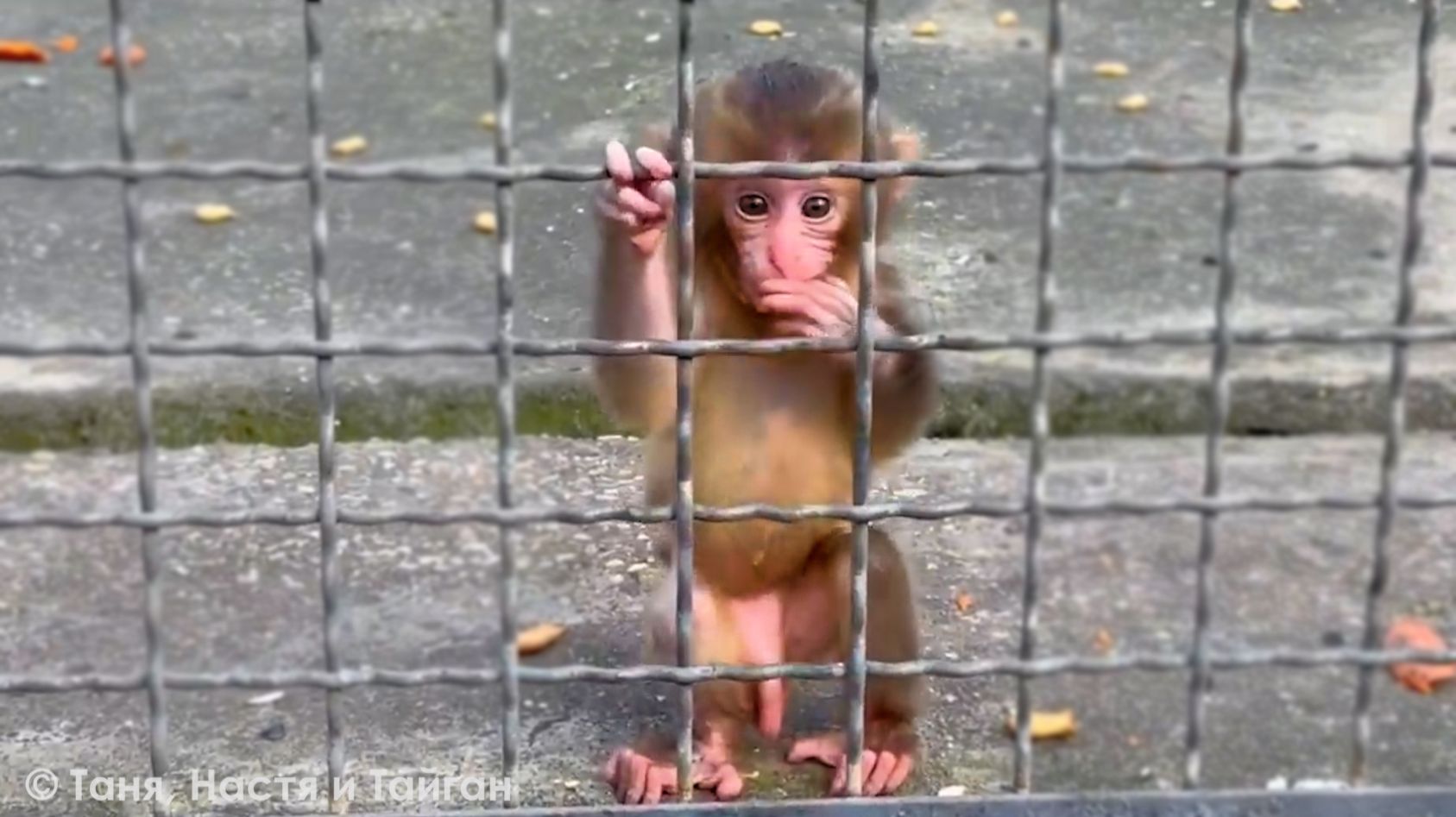 Рита, на пузе с малышом, Зинку погнала, Зинка на Шурика, Маечка на Елисея - круговорот ярости!