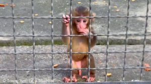 Рита, на пузе с малышом, Зинку погнала, Зинка на Шурика, Маечка на Елисея - круговорот ярости!