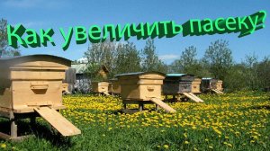 Как быстро увеличить пасеку? Кашковский о размножении пчёл без потерь 📈🐝