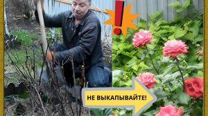 Черные розы после зимы: как спасти? Реанимация роз весной