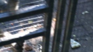 20)Б ПАРК ПОБЕДЫ ЗООПАРК