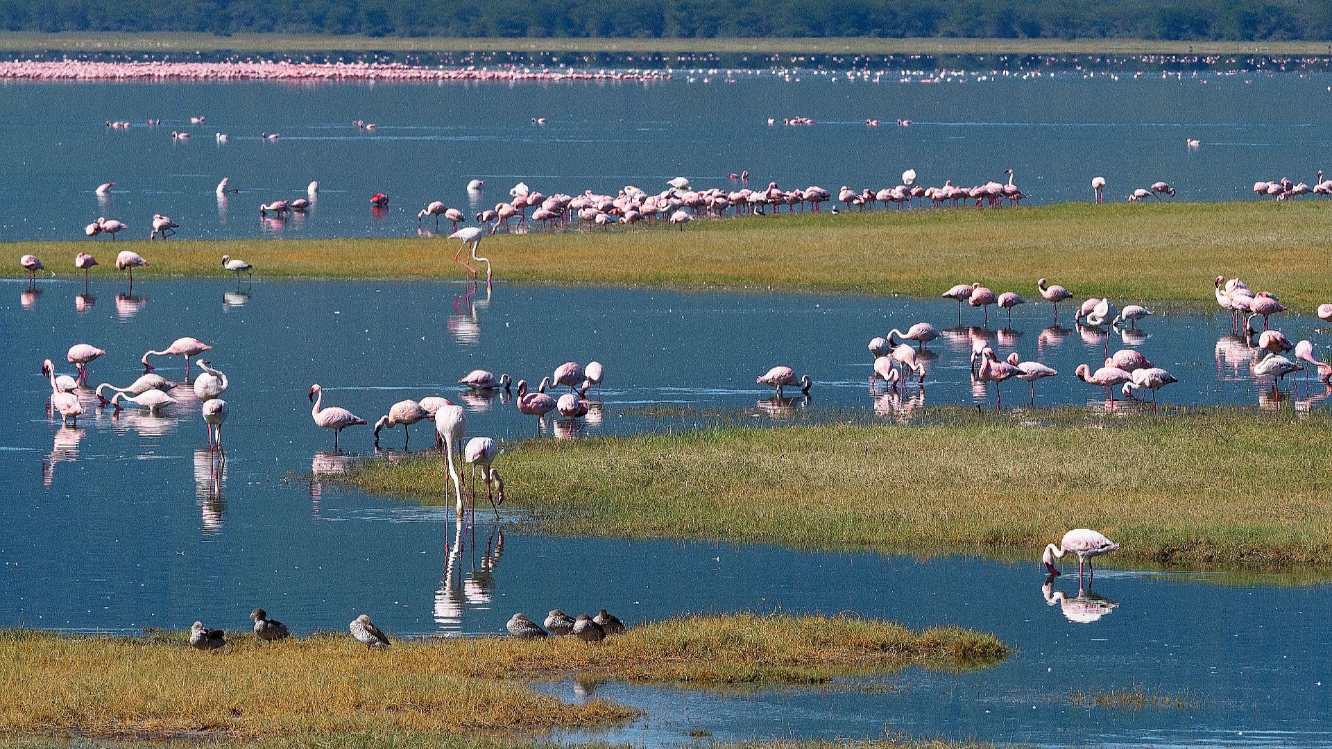 видеозаставка
