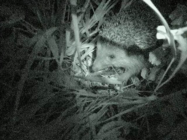 Ёжик 3 Удивительный сосед живущий в каменных джунглях