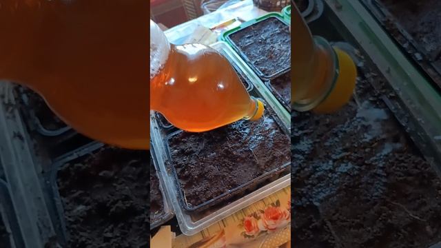 Чем поливать рассаду