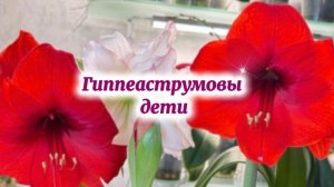 Размещение деток гиппеаструмов по новым апартаментам