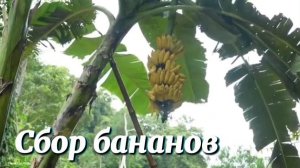 Сбор урожая бананов — на продажу.  Приготовление бананового  пирога.