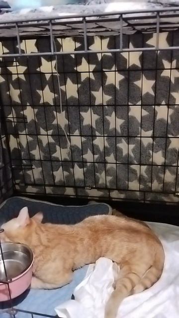 Наш Оливер передаёт привет 🐈🐾❤