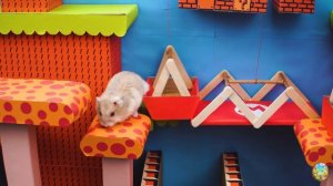 Умный хомяк разгадывает самый сложный лабиринт! часть 1