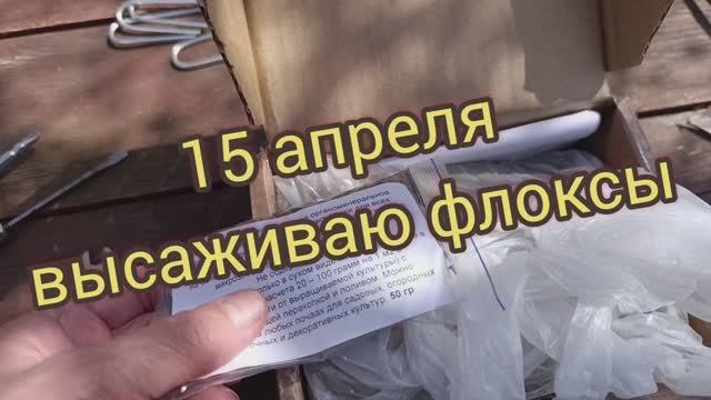 Высаживаю флоксы, пройдемся по цветнику