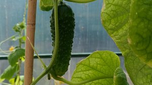 Обзор теплицы  на 16 апреля .Огурцы- молодцы!!! И остальное подрастает!!