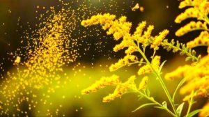 Сенная лихорадка. Специалисты о сезонной пыльценосности у растений