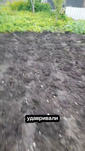 ЧУДО УДОБРЕНИЕ! Эксперимент над картофелем! (часть 1)