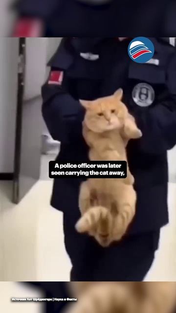 Полицейские арестовали кота за воровство рыбы в Таиланде