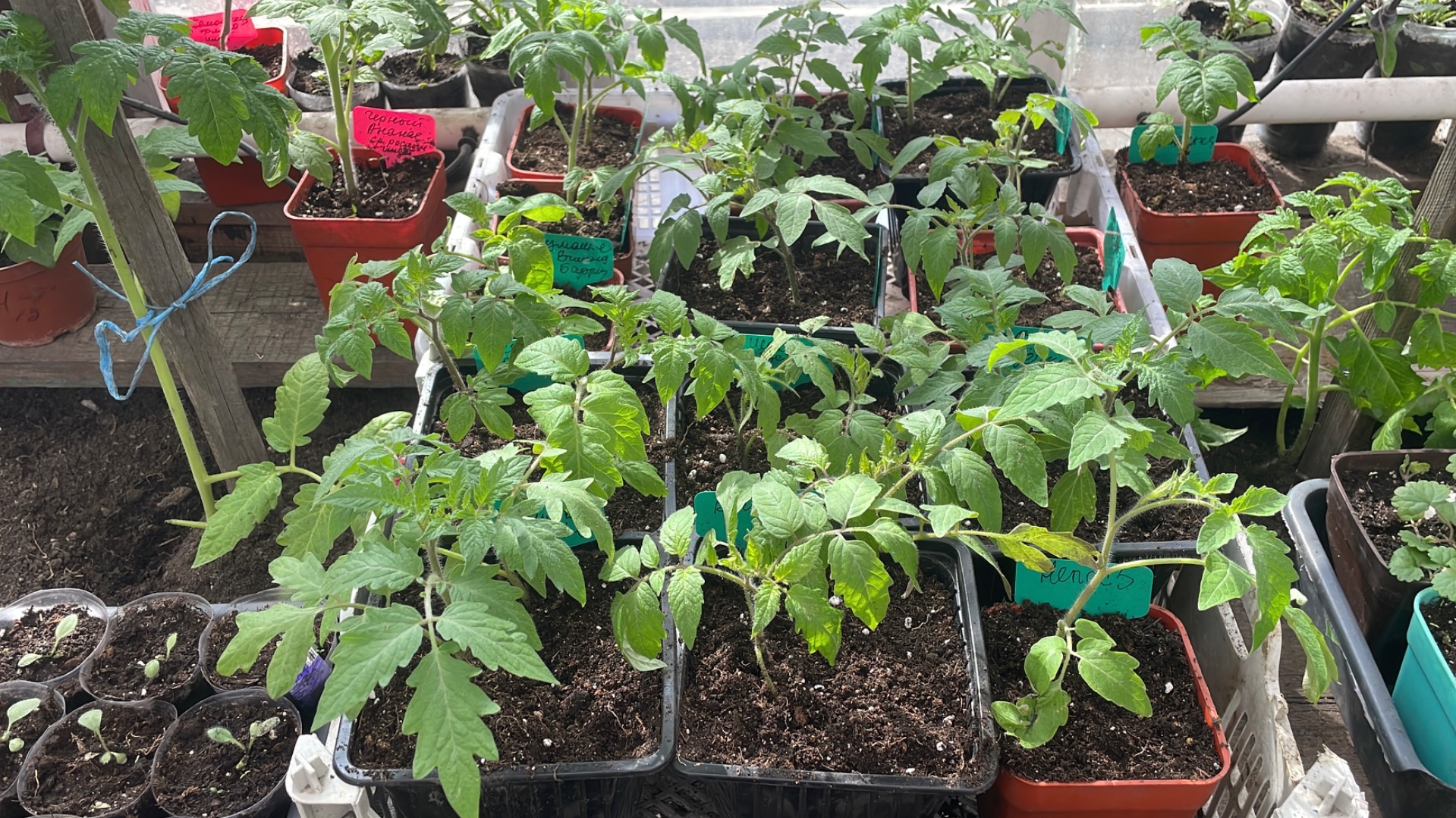 🏡 Огородно-тепличный Vlog. Томаты для открытого грунта переваливаю в большие стаканы по два вместе.