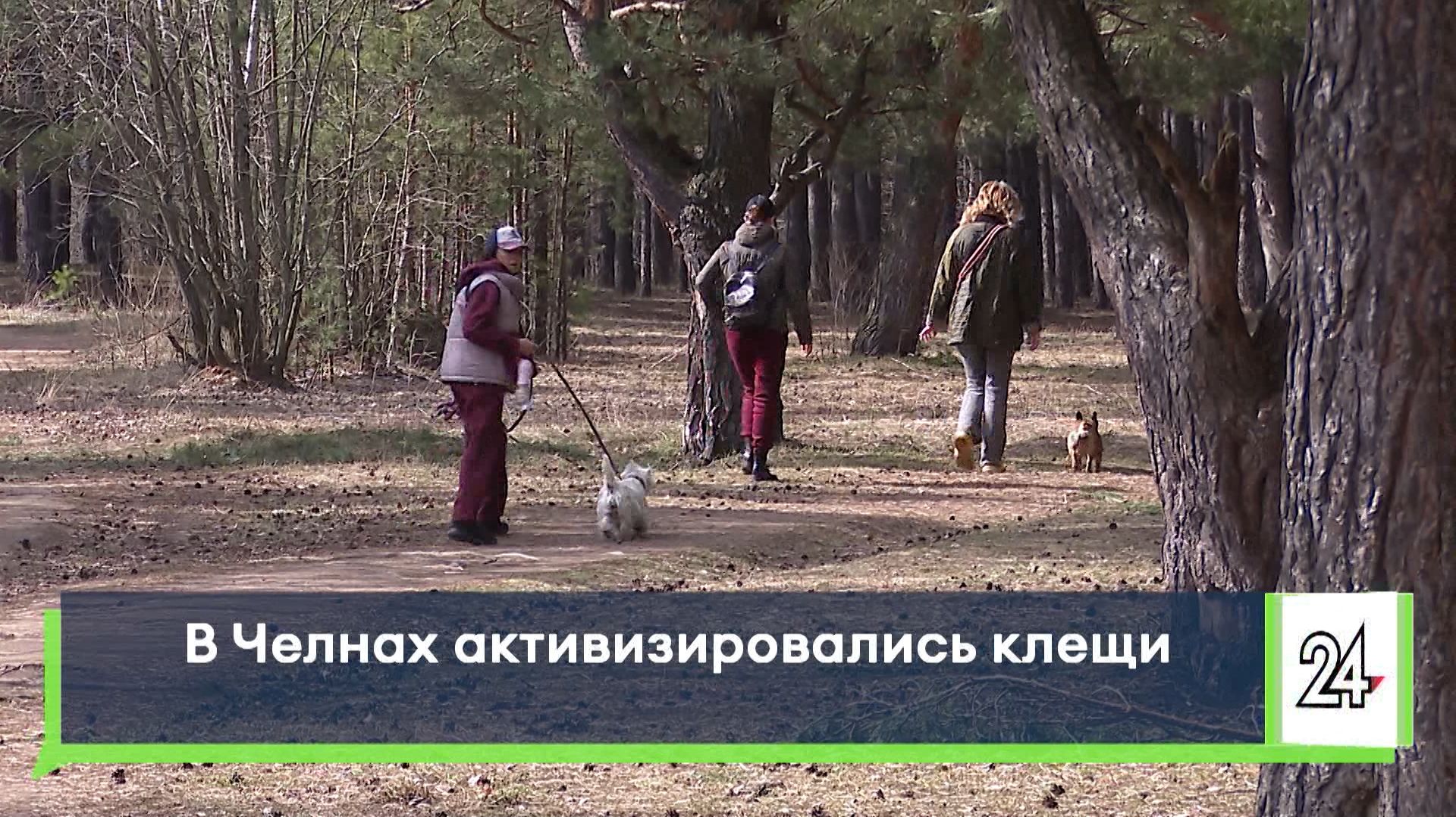 В Челнах активизировались клещи