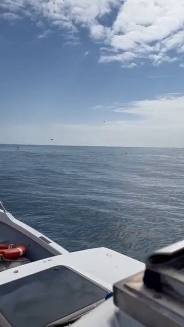 Тихоокеанский голубой тунец на Итурупе