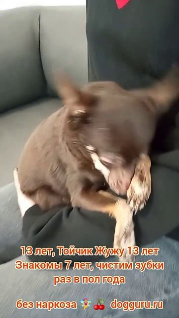 Тойчик Жужу 13 лет, знакомы 7 лет, чистим зубки раз в пол года
