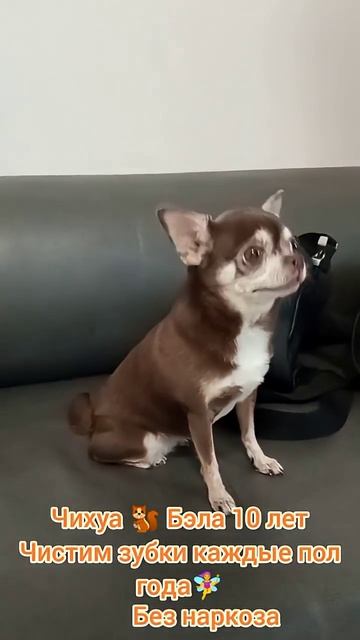 Чихуа Бела 10 лет, чистим зубки каждые пол года