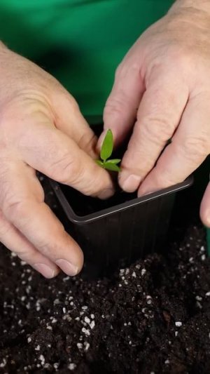 Всегда так пикирую перец! Легко приживается, а рассада крепкая и урожайная