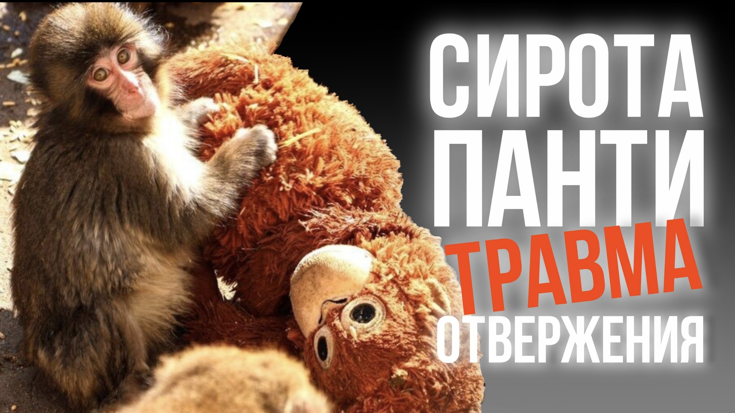 Сирота ПАНТИ история брошенной обезьянки