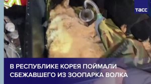 В Республике Корея поймали сбежавшего из зоопарка волка