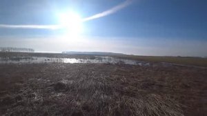 ОХОТА НА ГУСЯ, МАЗИЛЫ В ДЕЛЕ