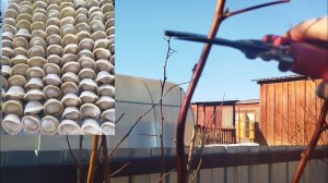 Налепила пельмени и обрезка малины!!!