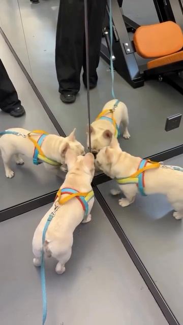 Ребята, вы местные?🤣