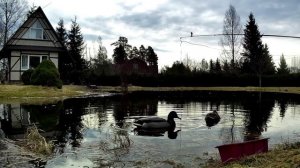 Кормушка для уток