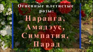 Огненные плетистые розы: Наранга, Амадэус, Симпатия, Парад