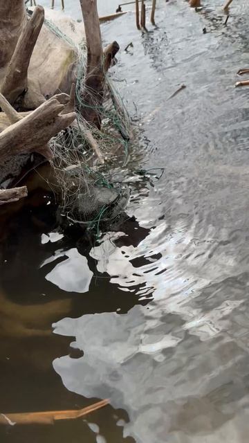 Брошенные сети или как можно убить черепаху