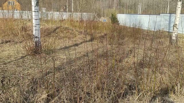 Земельный участок в д. Шайма