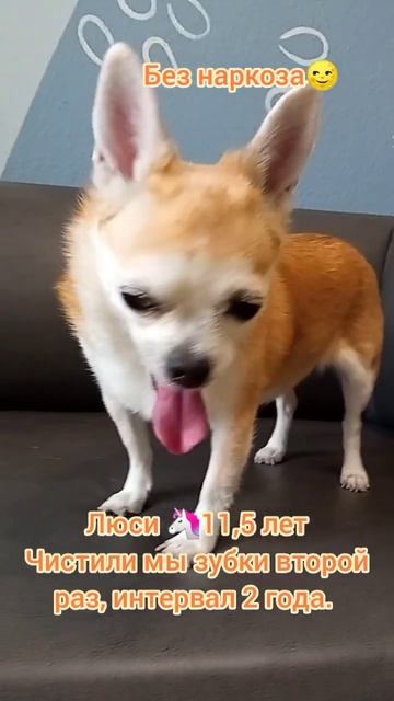 Люси 115 лет Чистили мы зубки второй раз интервал 2 года.  собака чихуахуа