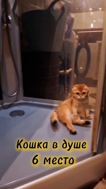 Самые смешные моменты в нашем питомник за прошлый год cat видосыоткота веселыекоты