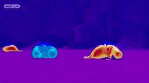 Морские Котики (SEALOOK) (141)