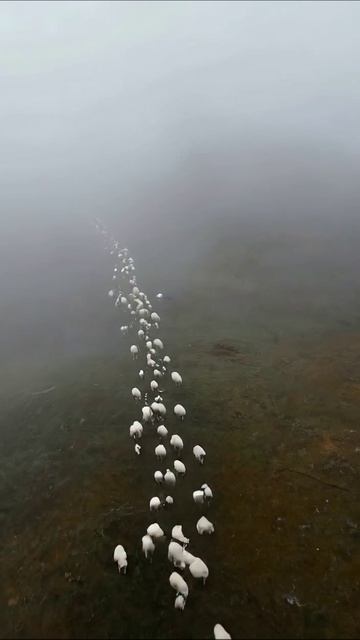 Светлый путь овец в тумане #природа #пейзаж #овцы