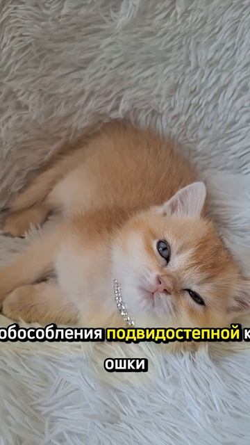 Кото-Факты день 1 Часть 2 cat видосыоткота веселыекоты