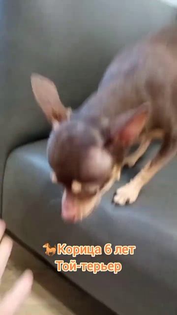 Той-терьер  Корица 6 лет, чистили мы зубки 4-й раз